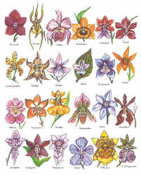 orchid species alphabet on a t-shirt