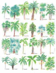 Palm Tree species comparing leaves and seeds details