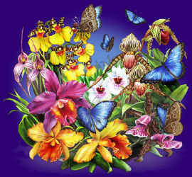 orchid species and butterflies on a t-shirt