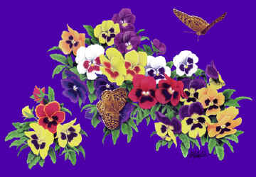 Wild pansies pansey flowers native plants comparing leaves and butterfly pollinator details