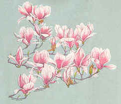 Treebranch with magnolia blooms