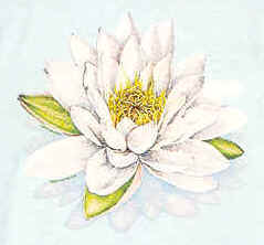waterlily bloom on a t-shirt