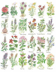 alphabet of Herb species comparing leaves and morphology details